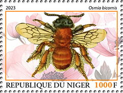 Osmia bicornis