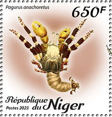 Pagurus anachoretus