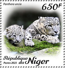 Panthera uncia
