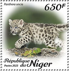 Panthera uncia