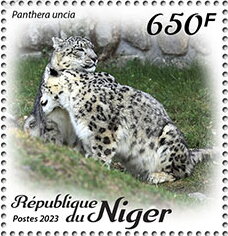 Panthera uncia