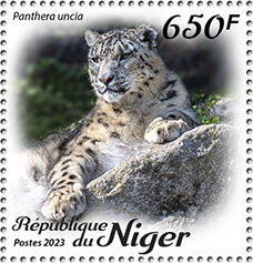 Panthera uncia