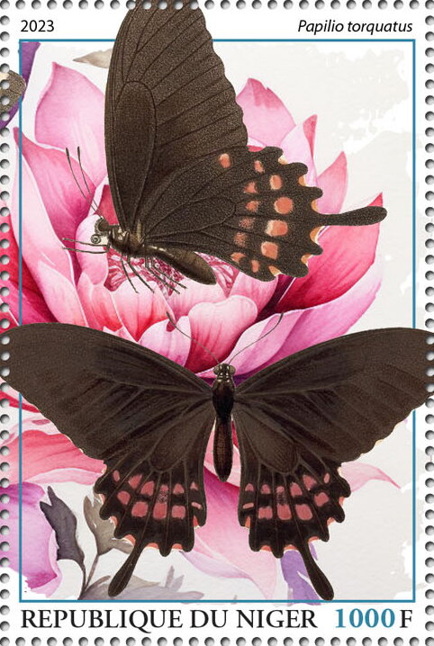 Papilio torquatus