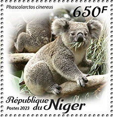 Phascolarctos cinereus