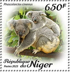 Phascolarctos cinereus