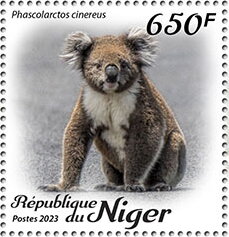 Phascolarctos cinereus