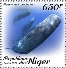 Physeter macrocephalus