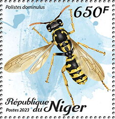 Polistes dominulus