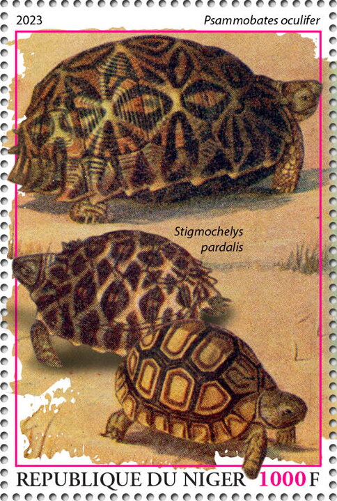 Psammobates oculifer, Stigmochelys pardalis