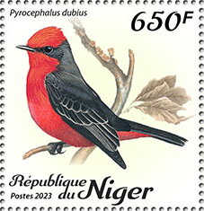 Pyrocephalus dubius