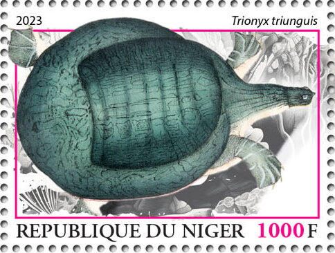 Trionyx triunguis