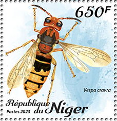Vespa cravra