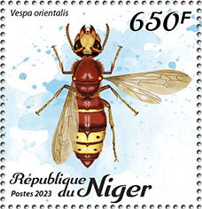 Vespa orientalis