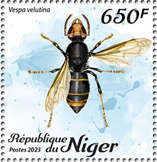 Vespa velutina