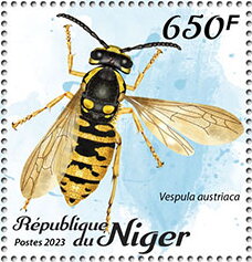 Vespula austriaca