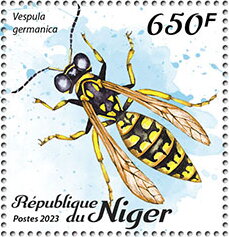 Vespula germanica