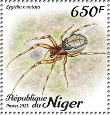 Zygiella x-notata
