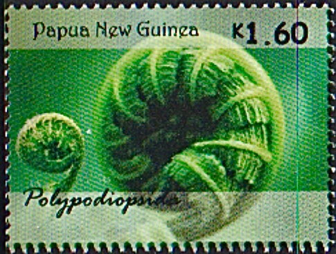 Ferns of Papua New Guinea
