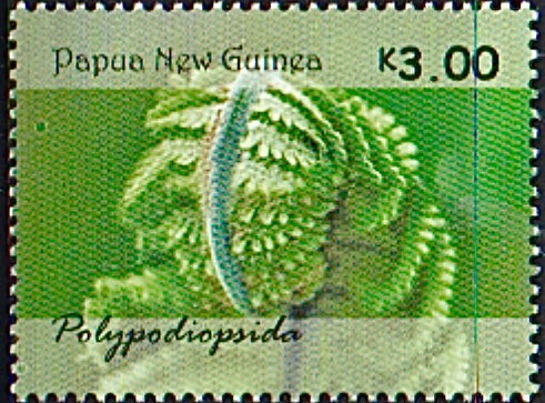 Ferns of Papua New Guinea