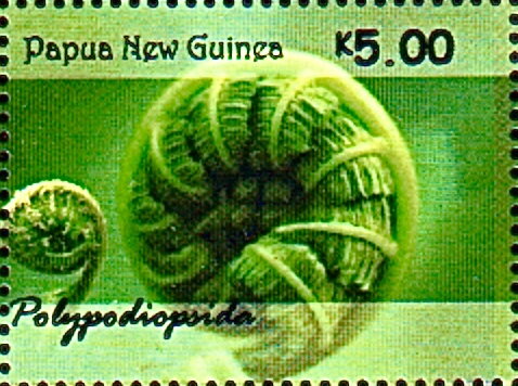 Ferns of Papua New Guinea