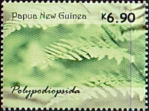 Ferns of Papua New Guinea