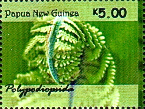 Ferns of Papua New Guinea