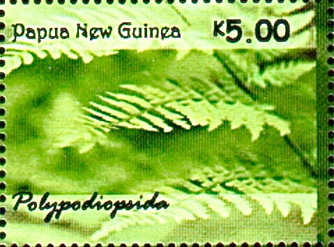 Ferns of Papua New Guinea