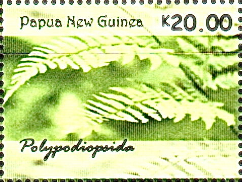 Ferns of Papua New Guinea