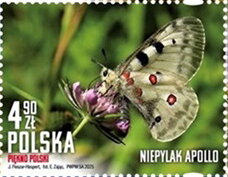 Apollo Butterfly (Parnassius apollo)