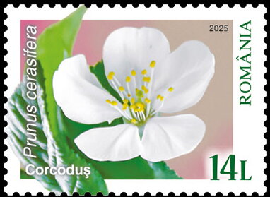 Stamp, Cherry (Prunus cerasifera), Romania,  , Flowers, Plants (Flora)
