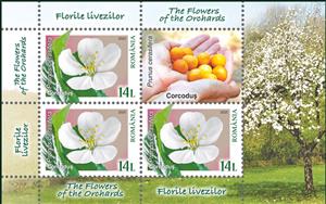 Mini Sheet, Cherry (Prunus cerasifera), Romania,  , Flowers, Plants (Flora)