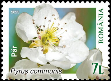 Pear (Pyrus communis)