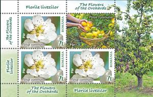 Mini Sheet, Pear (Pyrus communis), Romania,  , Flowers, Plants (Flora)