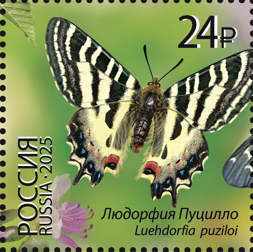 Luehdorfia puziloi