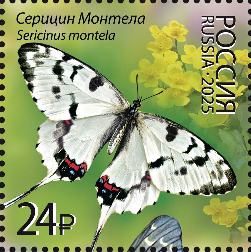 Sericinus montela