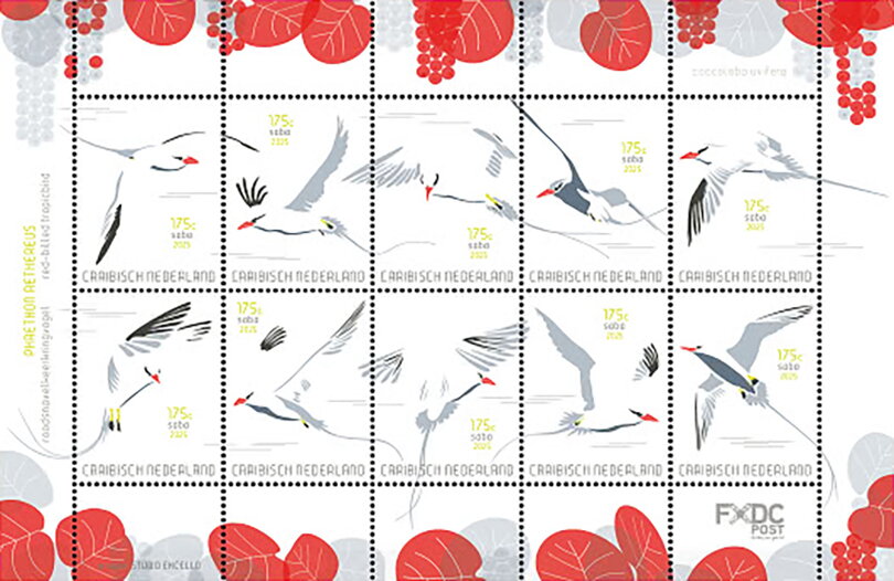 red-billed tropicbird (Phaethon aethereus)