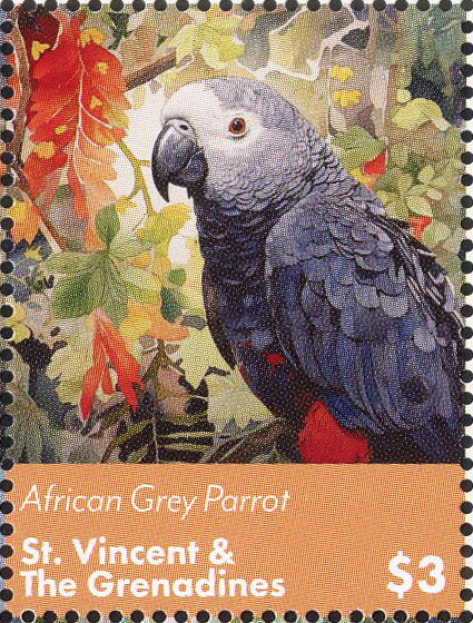 African Grey Parrot
