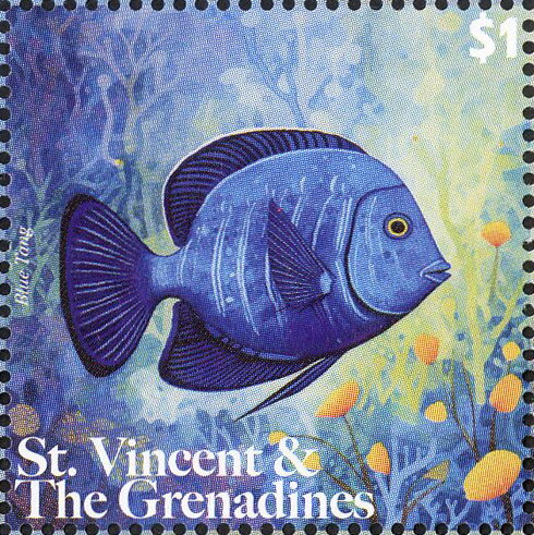 Blue Tang