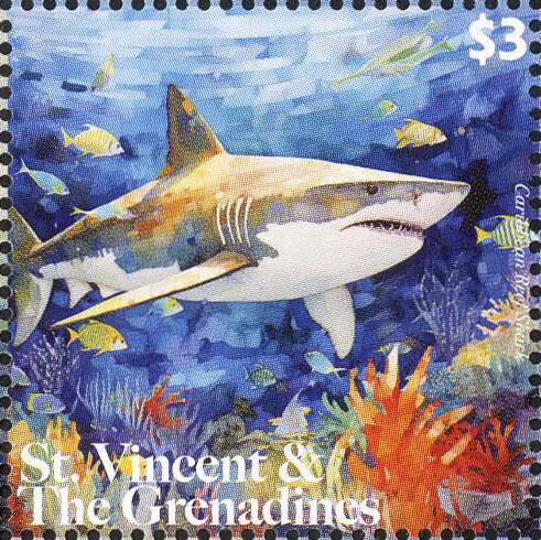 Caribbean Reef Shark
