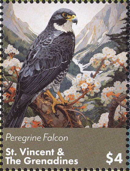 Peregrine Falcon