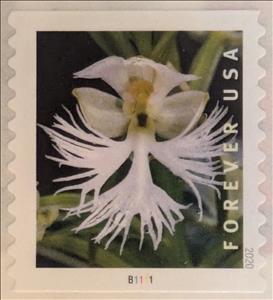 Stamp, Marsh Lady's Tresses (Spiranthes odorata) PNCB1111, United States of America,  , Flowers, Orchids, Plants (Flora)