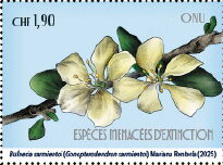 Bulnesia sarmientoi (Gonopterodendron sarmientoi)