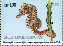 Short-Snouted Seahorse (Hippocampus hippocampus)