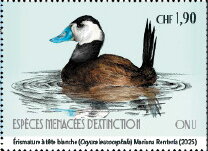 White-headed duck (Oxyura leucocephala)