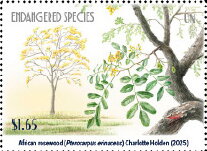 African Rosewood (Pterocarpus erinaceus)