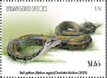 BalPpython (Python regius)