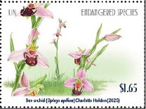 Bee Orchid (Ophrys apifera)