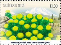 Golden Root (Rhodiola rosea)