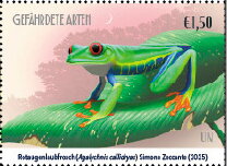 Red-Eyed Treefrog (Agalychnis callidryas)