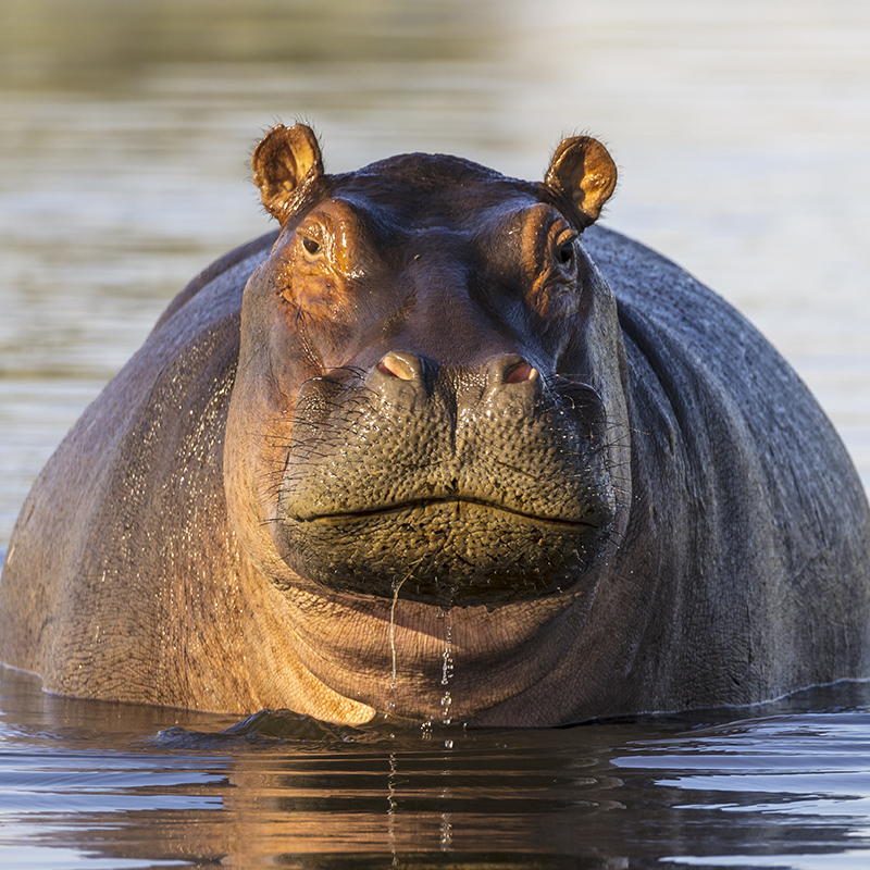 Hippopotamuses